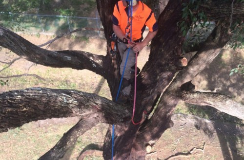 Aerial Arborist Tree Inspections