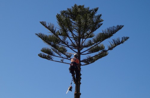 climbing arborist