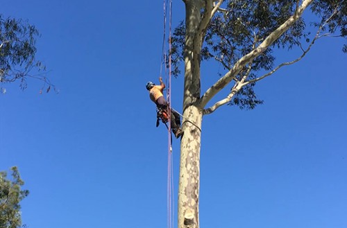 man up tree