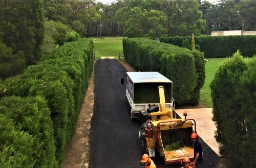 Hedge Trimming Newcastle