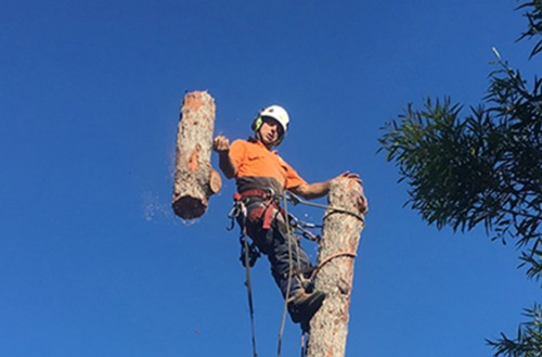 newcastle tree services