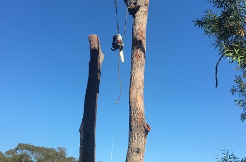 new castle tree lopping