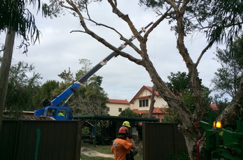Tree Removal Adamstown Heights