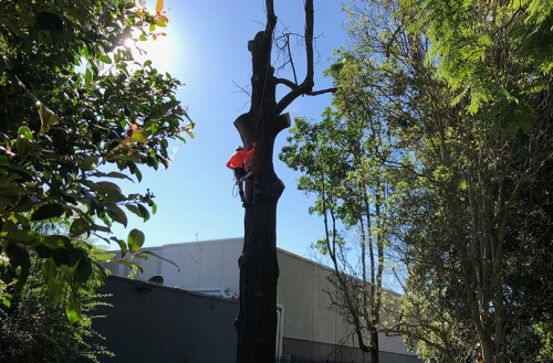 Tree Removal Lake Macquarie