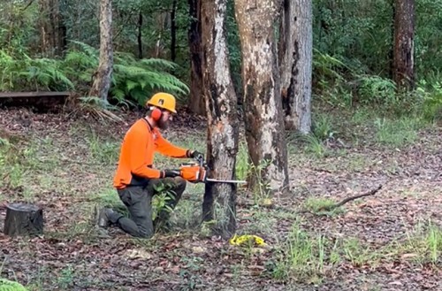 tree removal