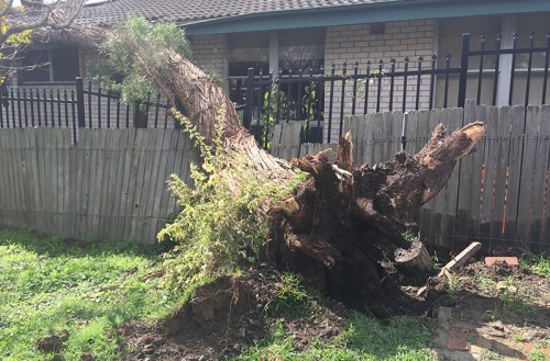 Stump Removal
