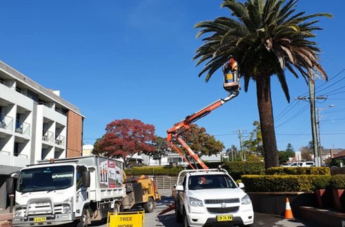 Tree Pruning Newcastle
