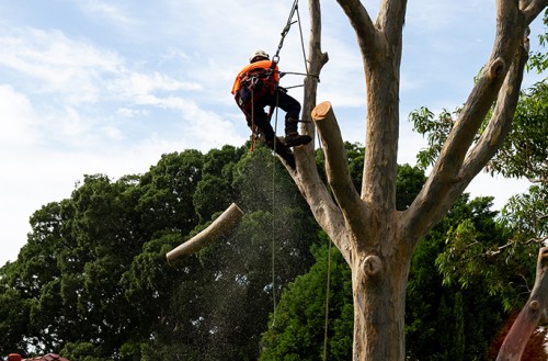 maitland tree lopping