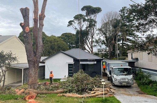 Tree Removal Birmingham Gardens