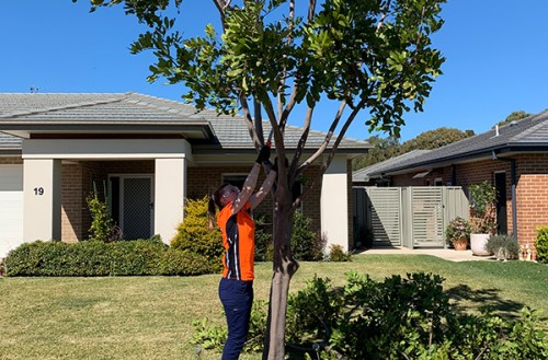 Tree Pruning Newcastle