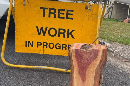 Tree Removal