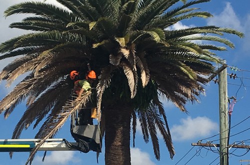 Tree Pruning Newcastle