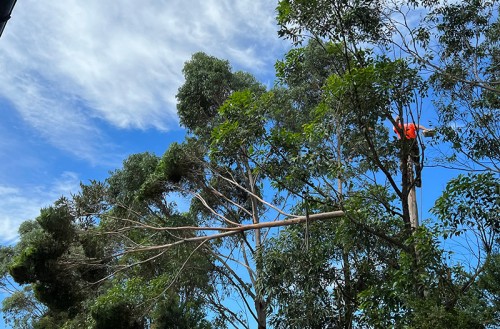 Tree Removal
