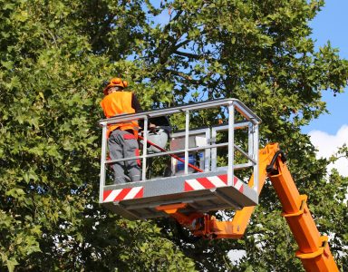 Tree Pruning Newcastle